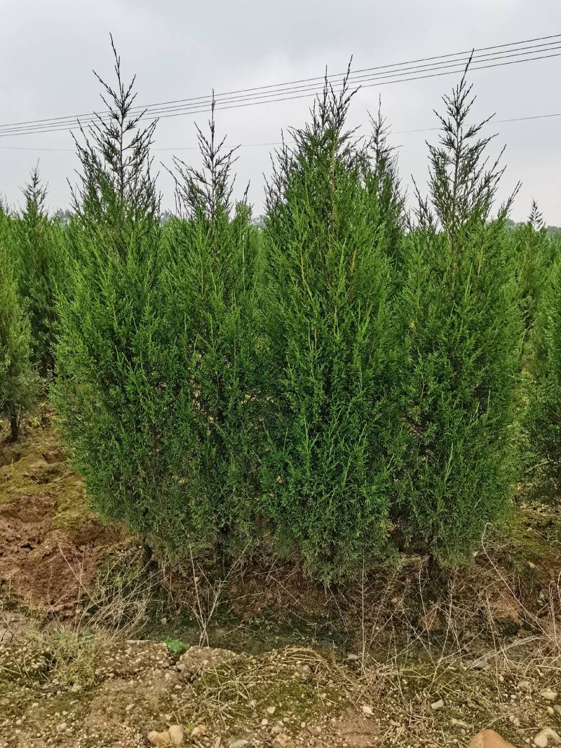基地供应绿化工程塔柏苗松柏小苗刺柏规格齐全量大从优批发