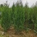 基地供应绿化工程塔柏苗松柏小苗刺柏规格齐全量大从优批发
