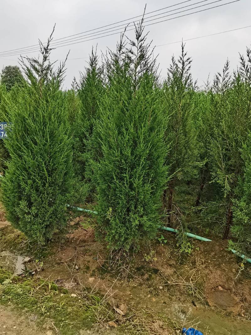 基地供应绿化工程塔柏苗松柏小苗刺柏规格齐全量大从优批发