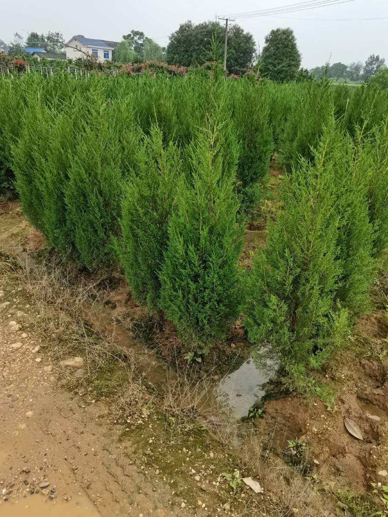 基地供应绿化工程塔柏苗松柏小苗刺柏规格齐全量大从优批发