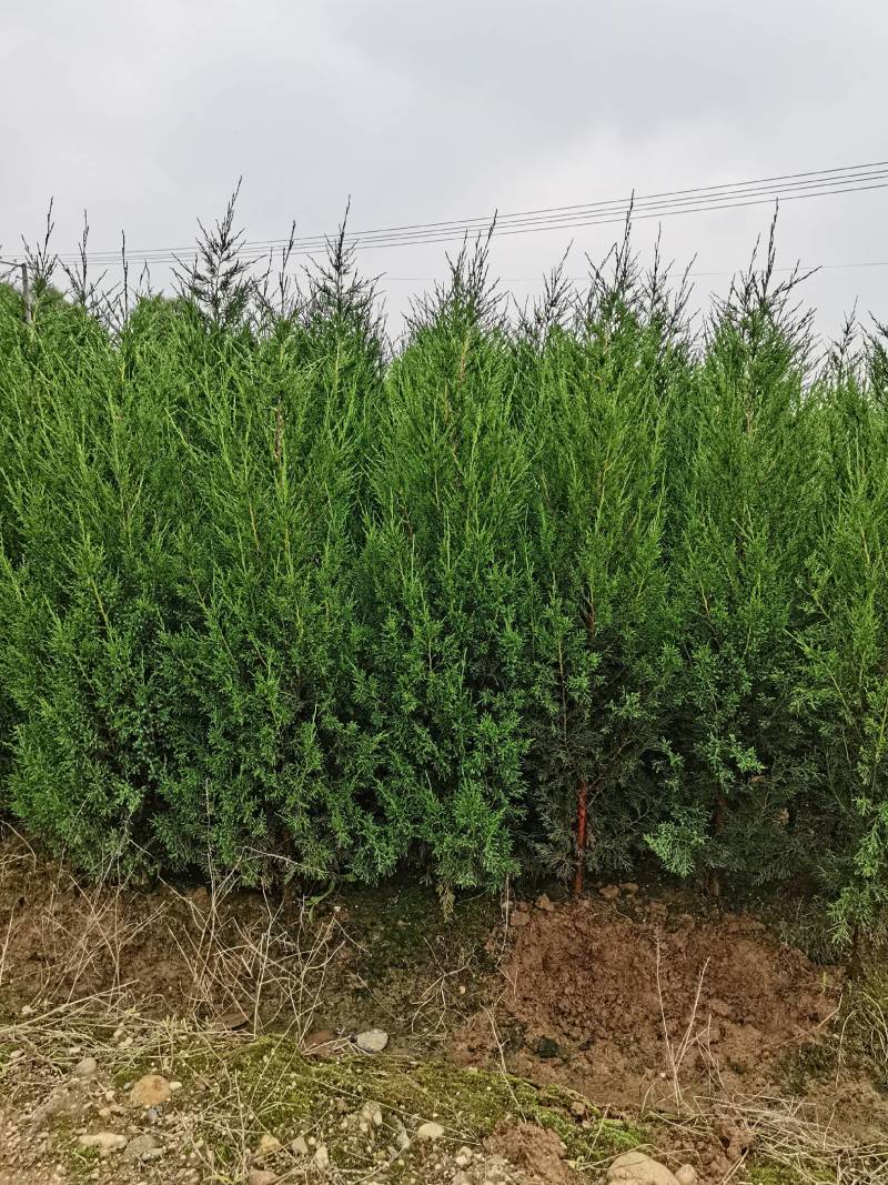 基地供应绿化工程塔柏苗松柏小苗刺柏规格齐全量大从优批发