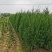 基地供应绿化工程塔柏苗松柏小苗刺柏规格齐全量大从优批发