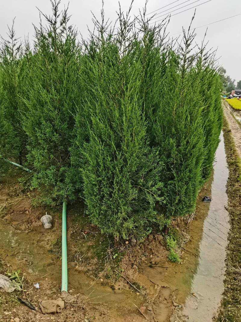 基地供应绿化工程塔柏苗松柏小苗刺柏规格齐全量大从优批发
