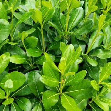 苗圃批发海桐色块苗海桐芽苗海桐毛球海桐灌木精球毛球杯苗
