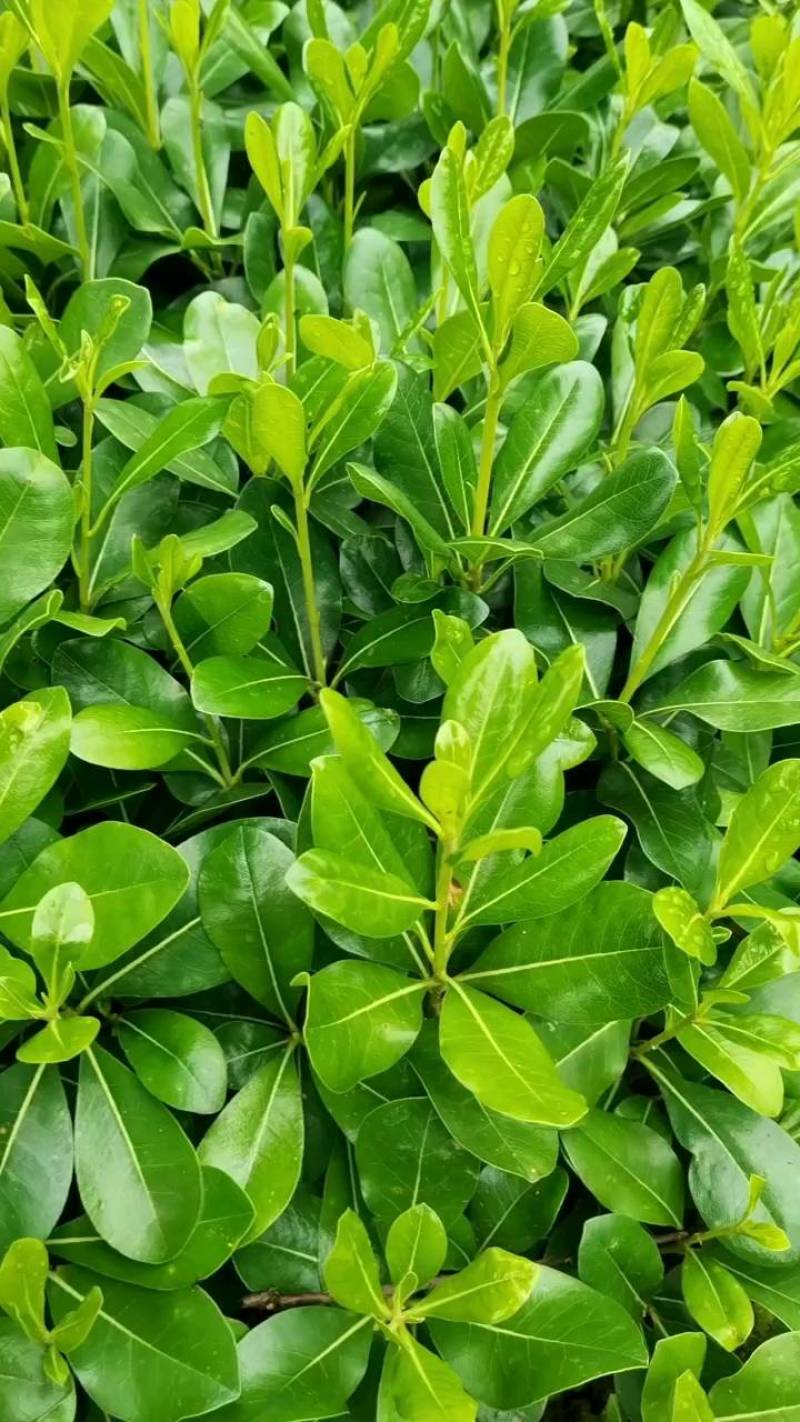 苗圃批发海桐色块苗海桐芽苗海桐毛球海桐灌木精球毛球杯苗