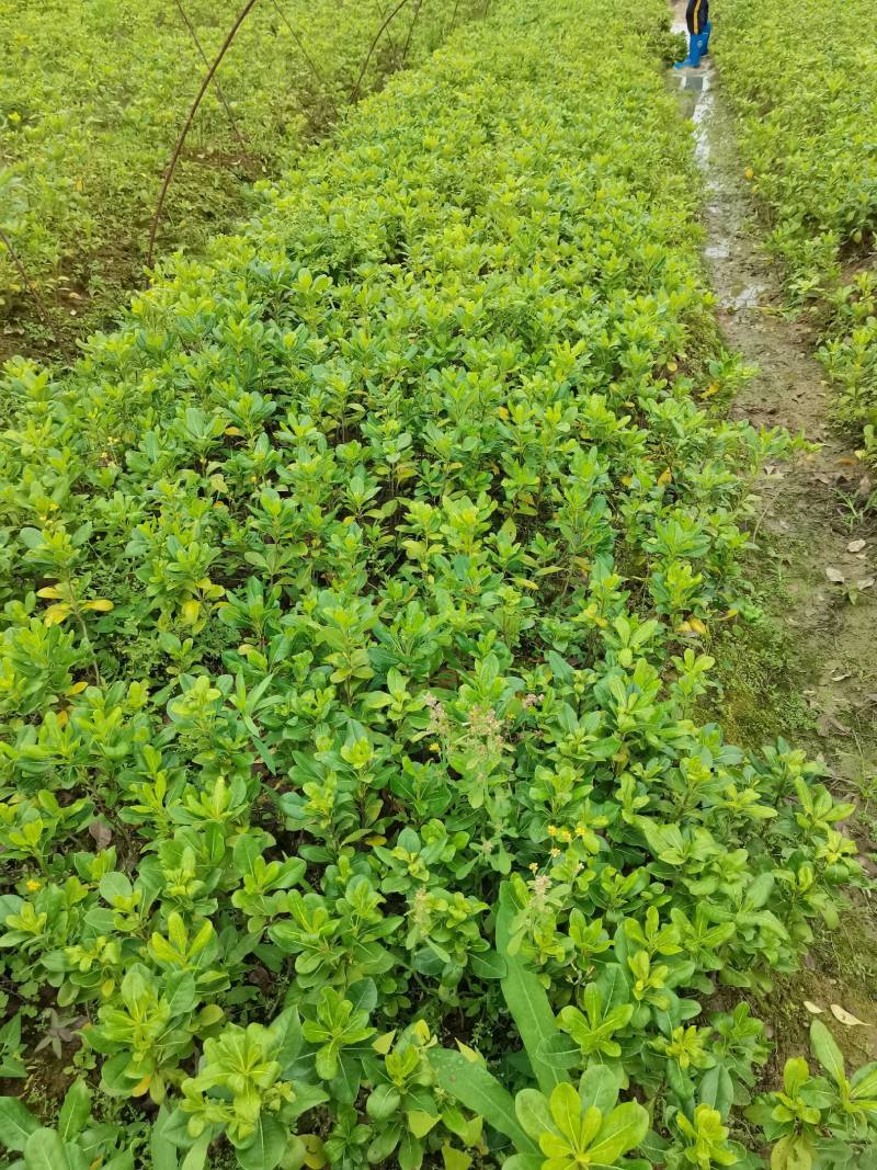 苗圃批发海桐色块苗海桐芽苗海桐毛球海桐灌木精球毛球杯苗