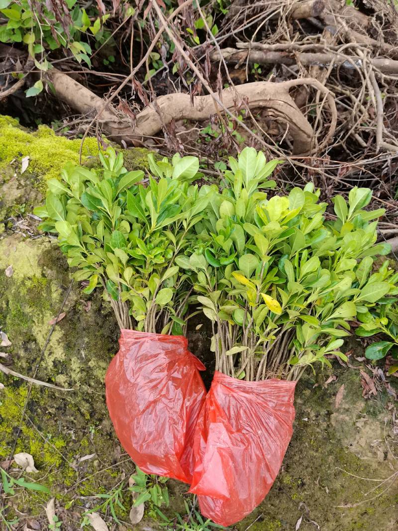 苗圃批发海桐色块苗海桐芽苗海桐毛球海桐灌木精球毛球杯苗