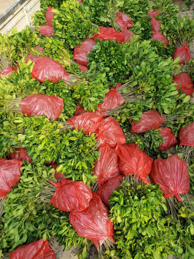 苗圃批发海桐色块苗海桐芽苗海桐毛球海桐灌木精球毛球杯苗