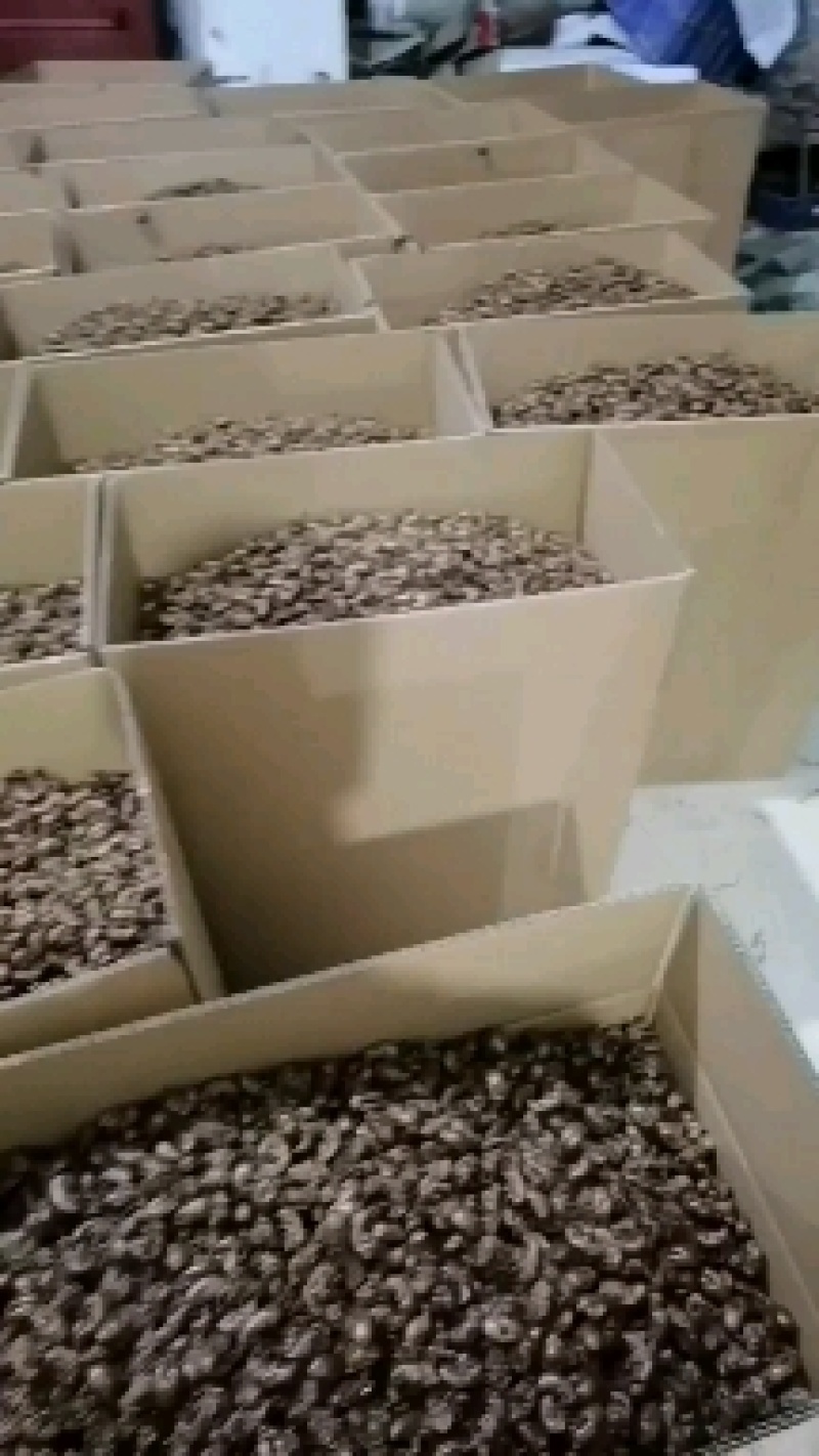 蝉蜕，通货，好沙地，水洗货，产地蝉蜕，
