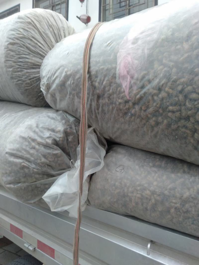 蝉蜕，通货，好沙地，水洗货，产地蝉蜕，