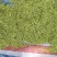 金银花色青花山东平邑地产，已色选无黄条,头茬包含量