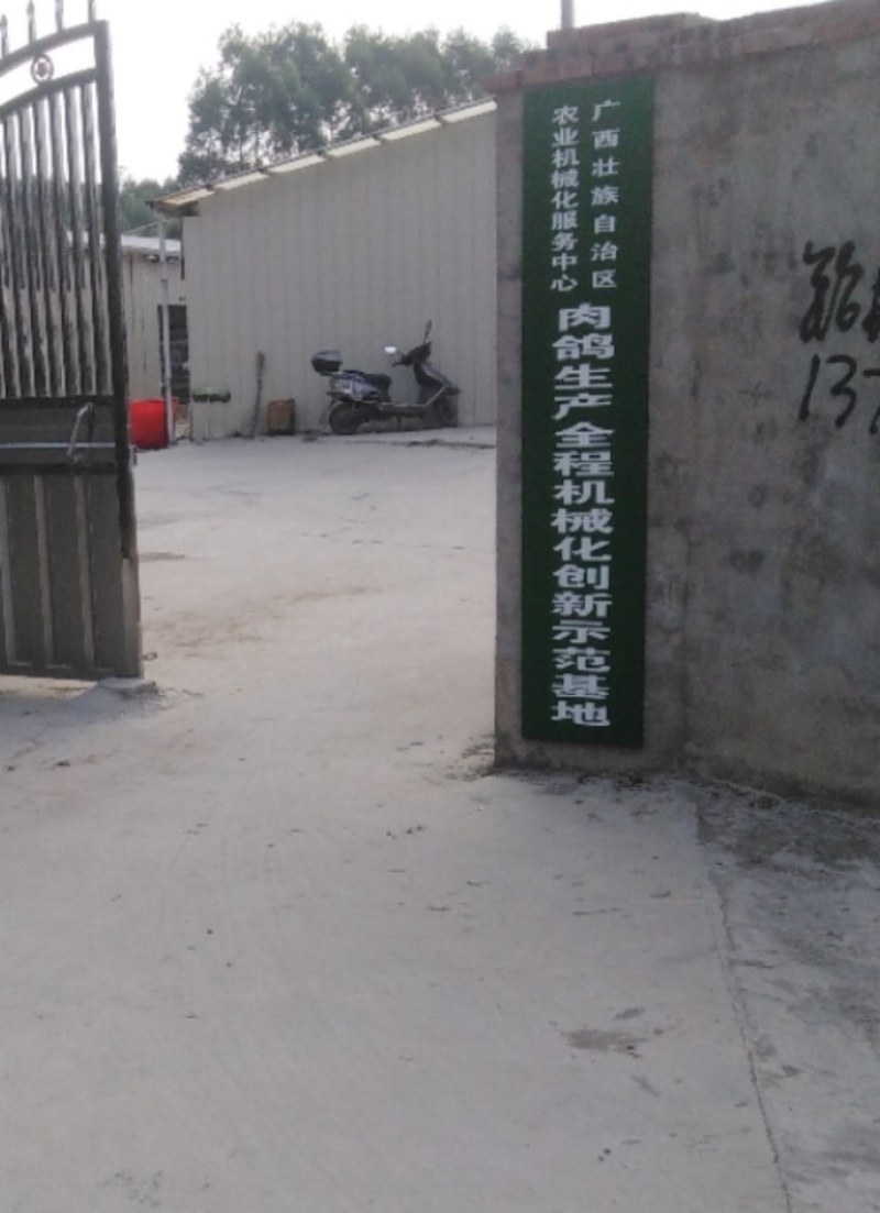 种鸽场品种齐全有银王鸽瓦灰鸽白羽王欢迎各位老板进店参观