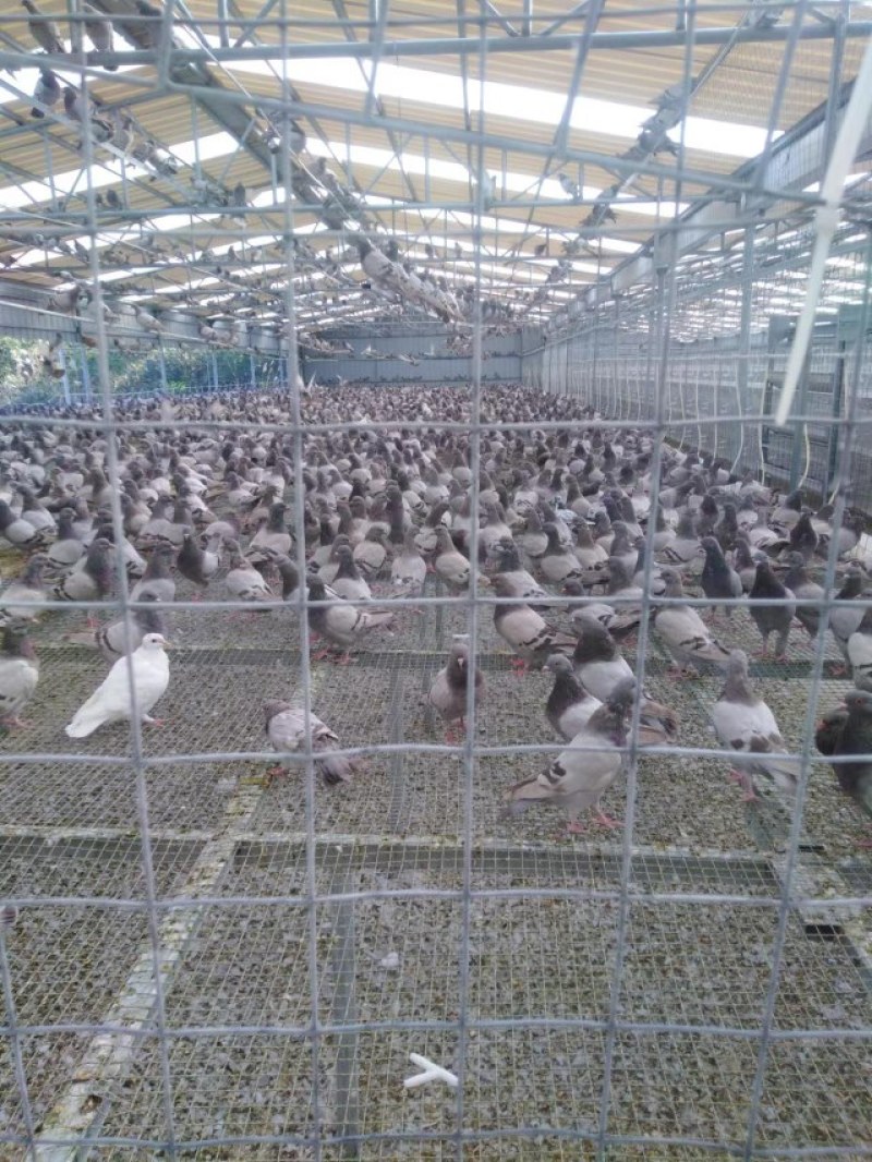 种鸽场品种齐全有银王鸽瓦灰鸽白羽王欢迎各位老板进店参观