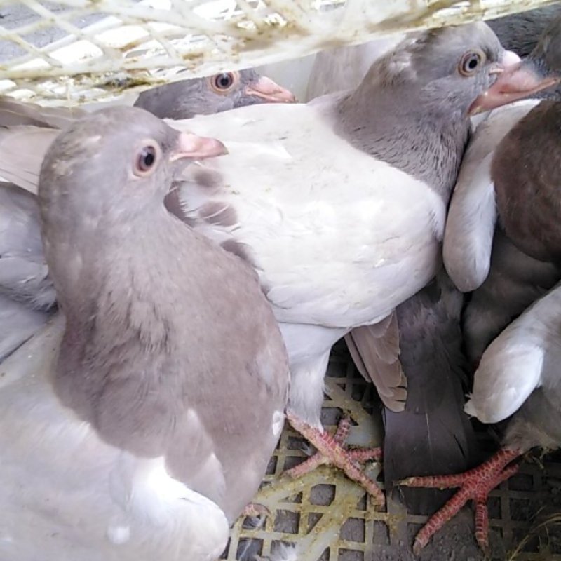 种鸽场品种齐全有银王鸽瓦灰鸽白羽王欢迎各位老板进店参观