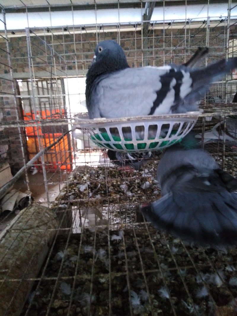 种鸽场品种齐全有银王鸽瓦灰鸽白羽王欢迎各位老板进店参观