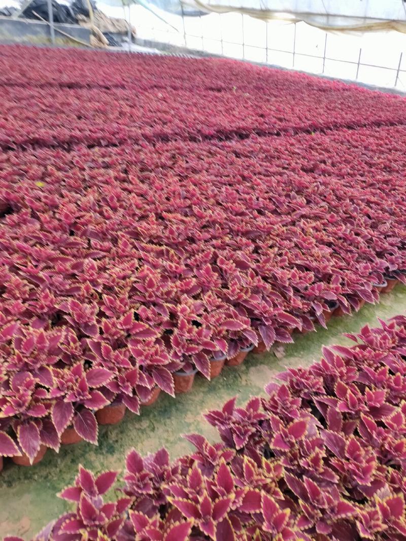 双色盆彩叶草火焰基地直发量大价优