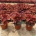 双色盆彩叶草火焰基地直发量大价优
