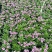长春花大量时花草花基地现拍长年生夏季热门