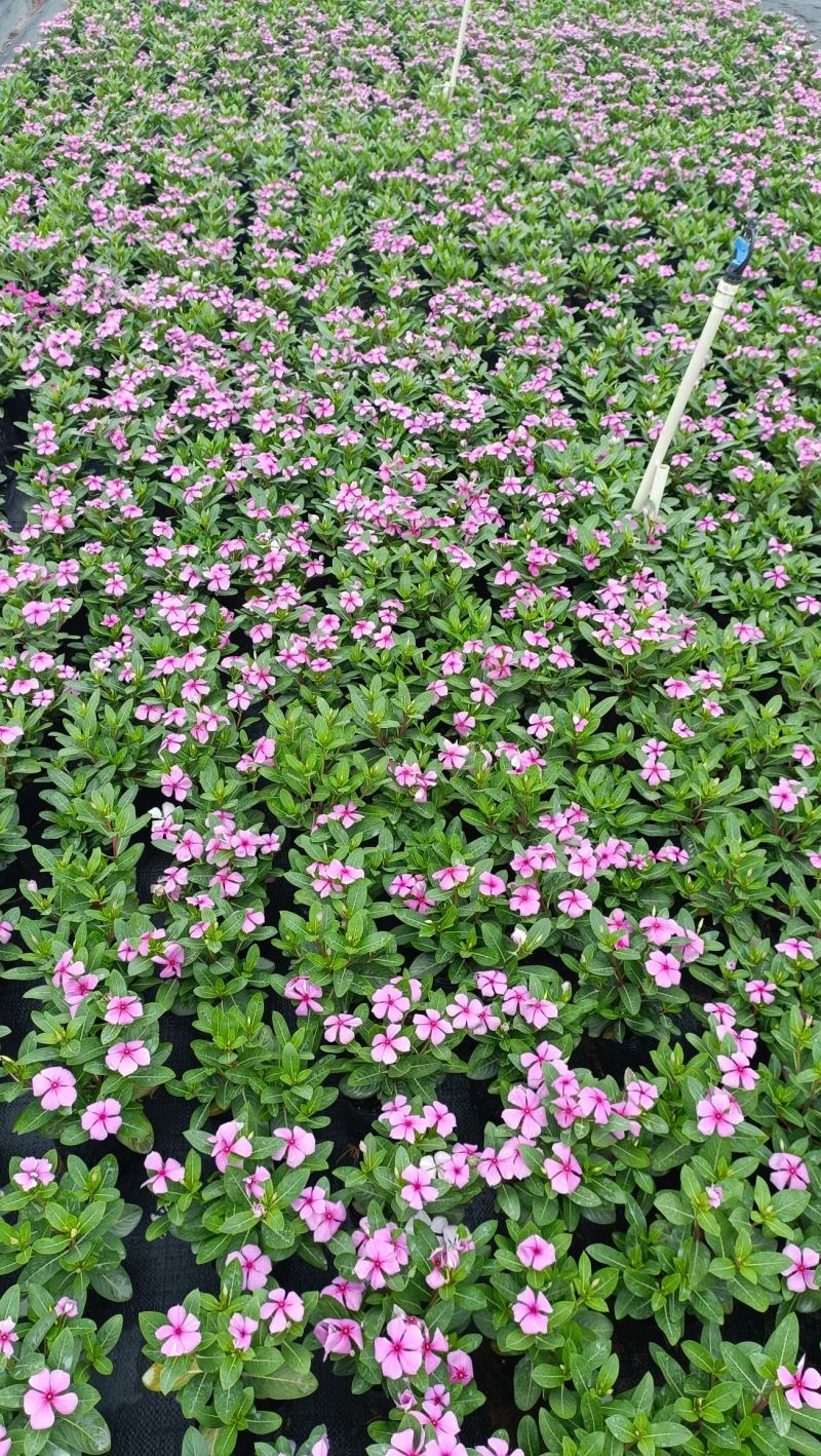 长春花大量时花草花基地现拍长年生夏季热门