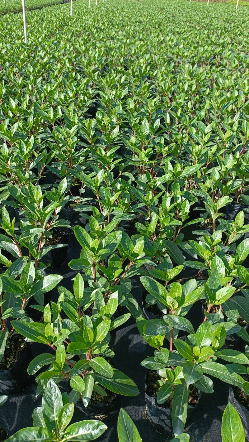 长春花大量时花草花基地现拍长年生夏季热门