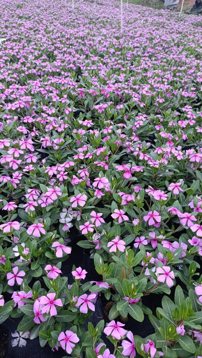 长春花大量时花草花基地现拍长年生夏季热门