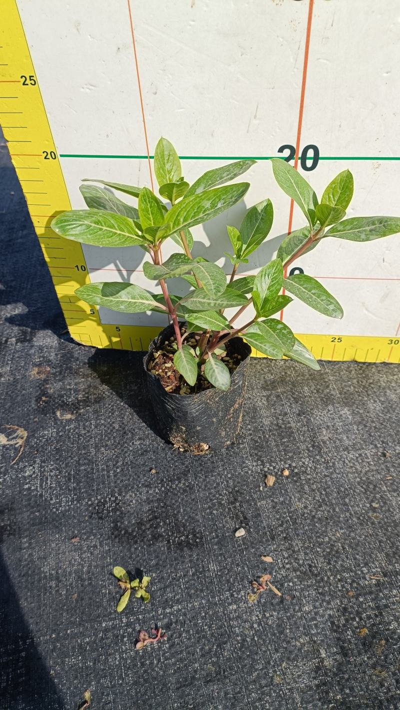 长春花大量时花草花基地现拍长年生夏季热门