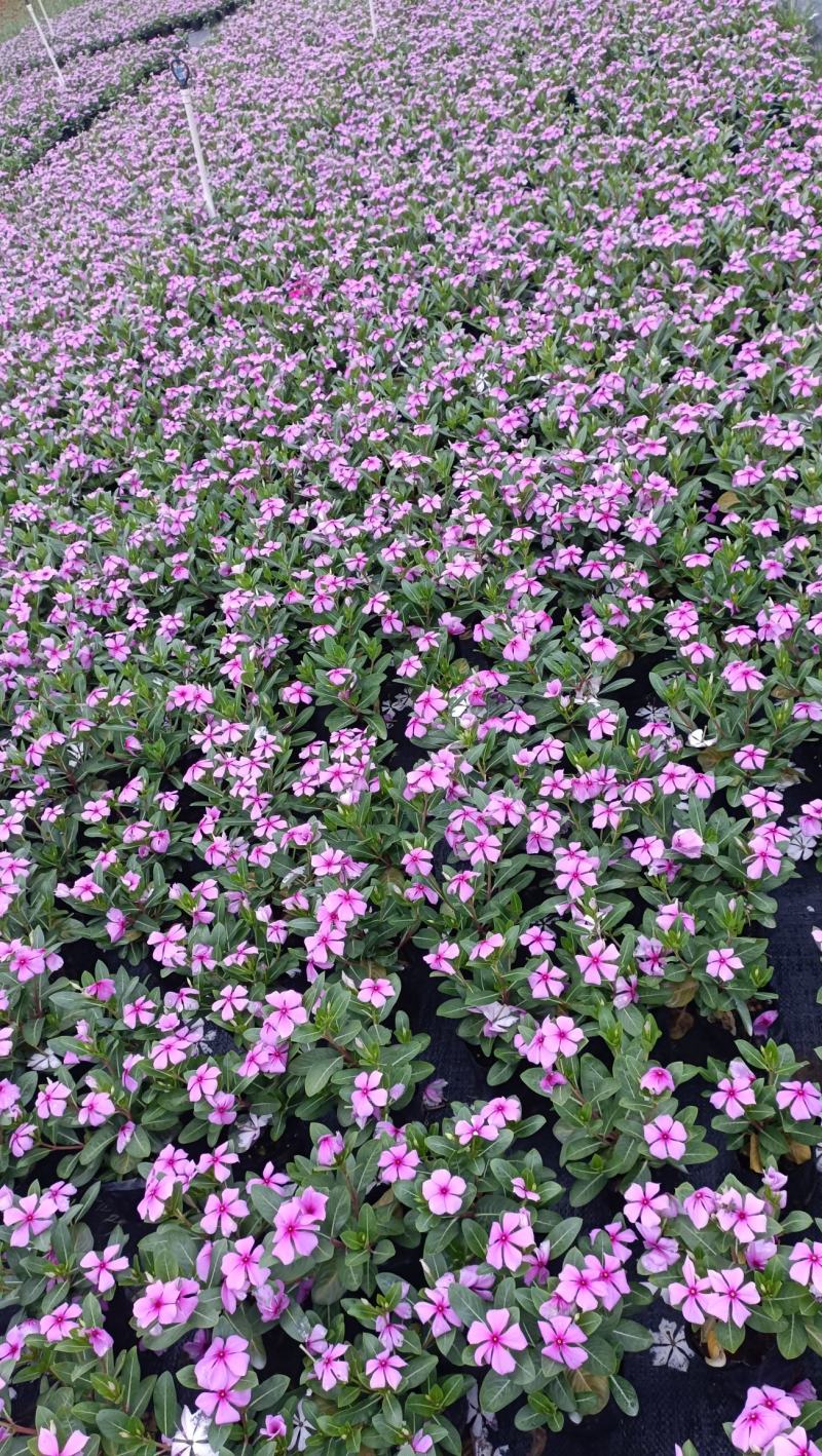 长春花大量时花草花基地现拍长年生夏季热门