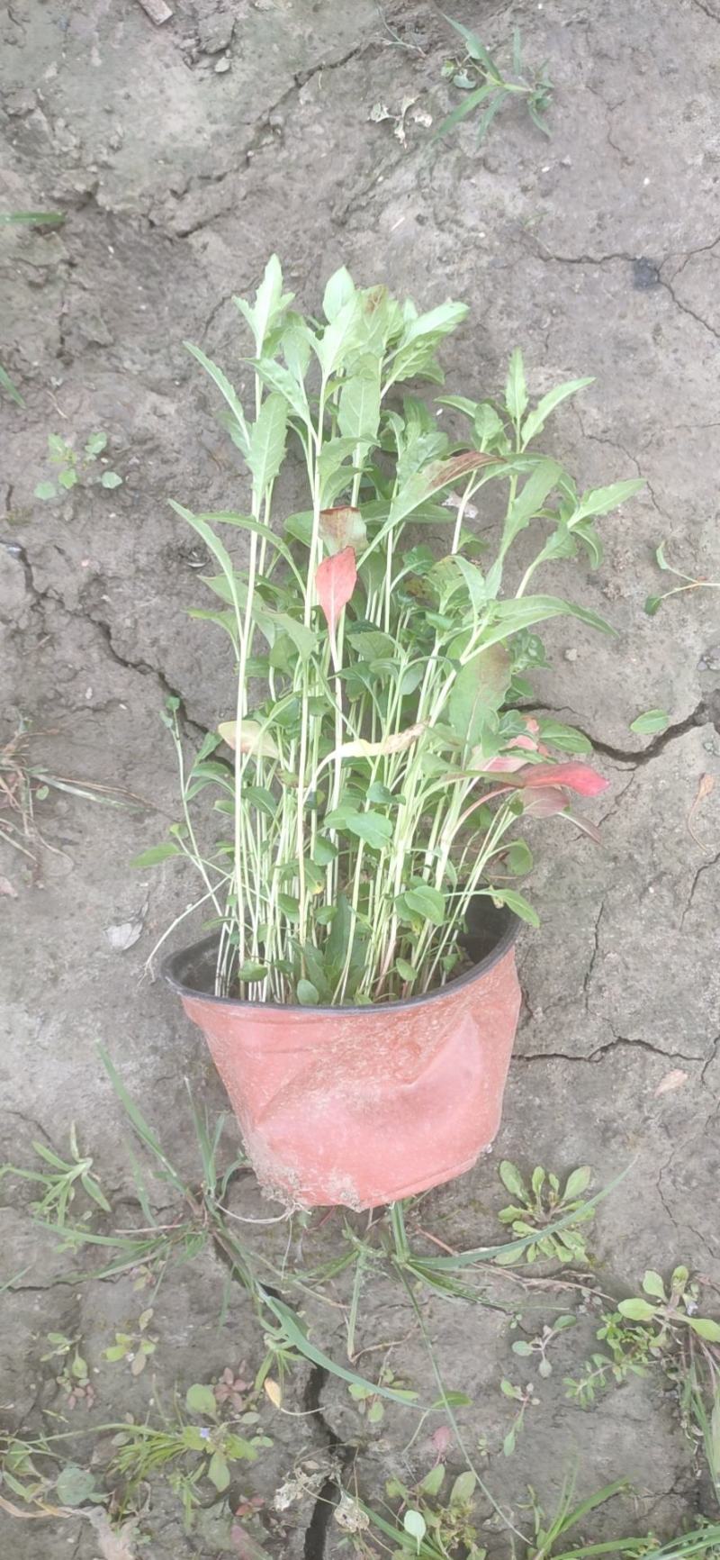 美丽月见草
