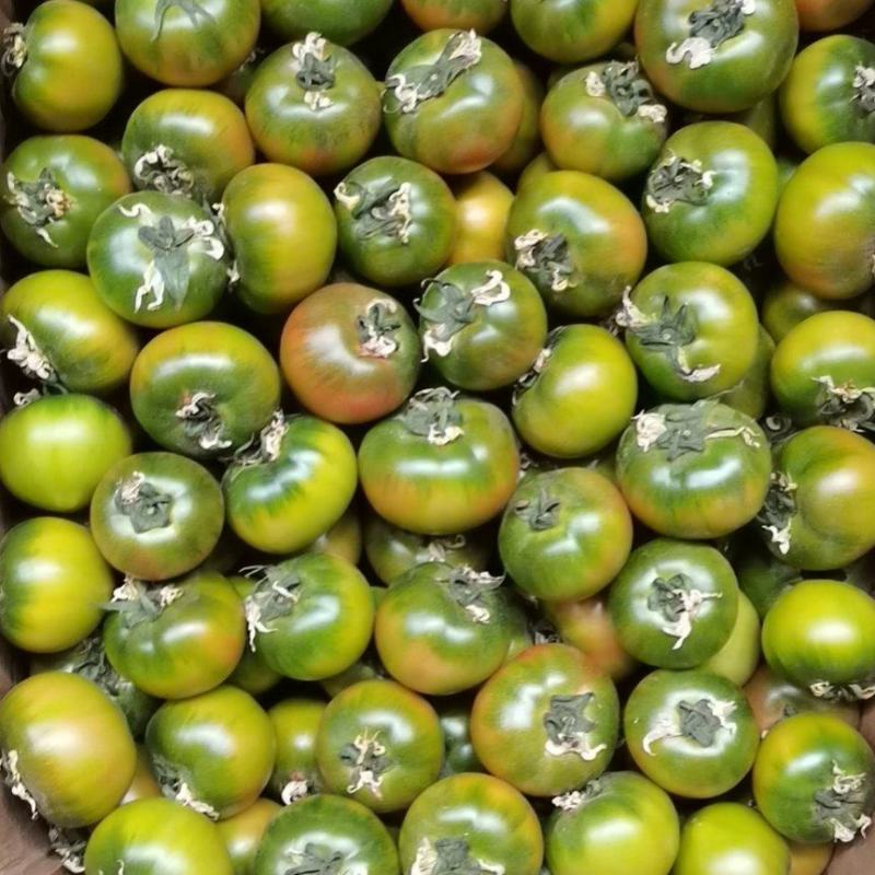 草莓柿子铁皮柿子
