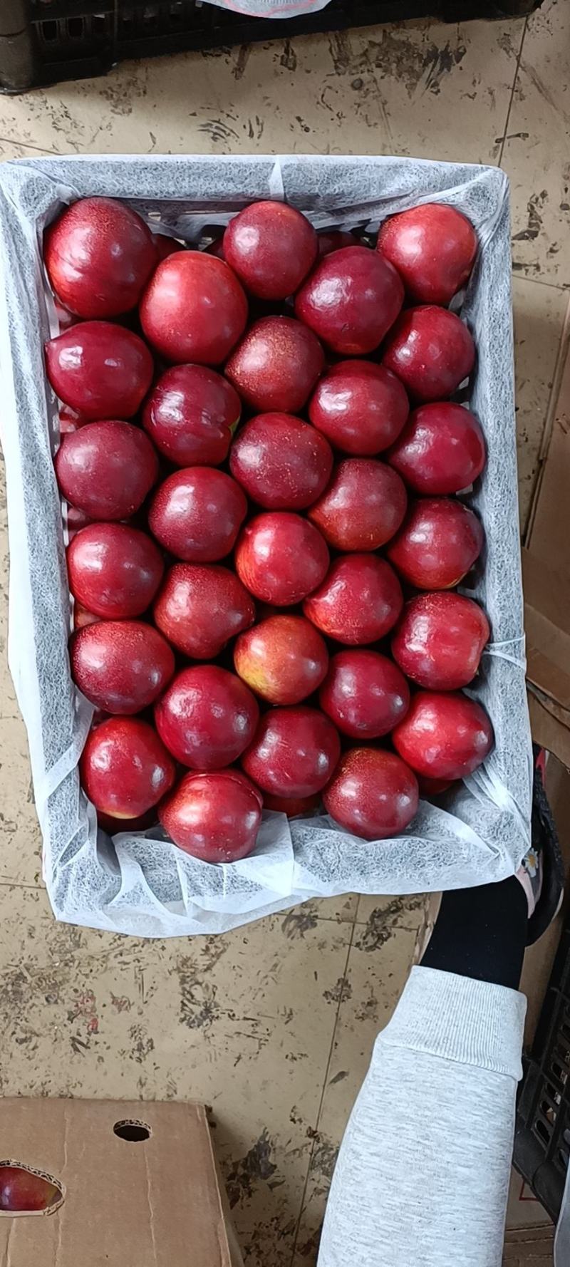 大连油桃大量供应产地直发质量好大量价格优惠欢迎采购前来货
