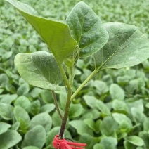 黑宝茄子苗茄子嫁接苗自根圆茄种苗圆茄子种苗紫黑皮