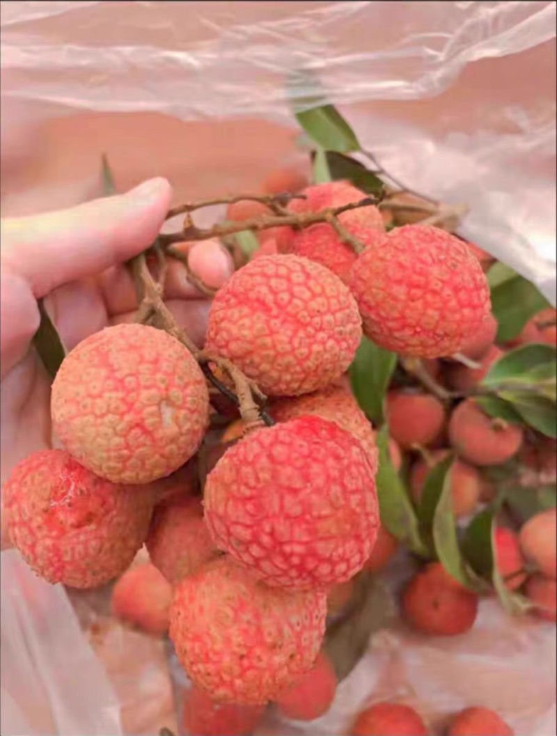荔枝黑叶妃子笑桂味仙进奉兰竹一件代发和批发，社区团购