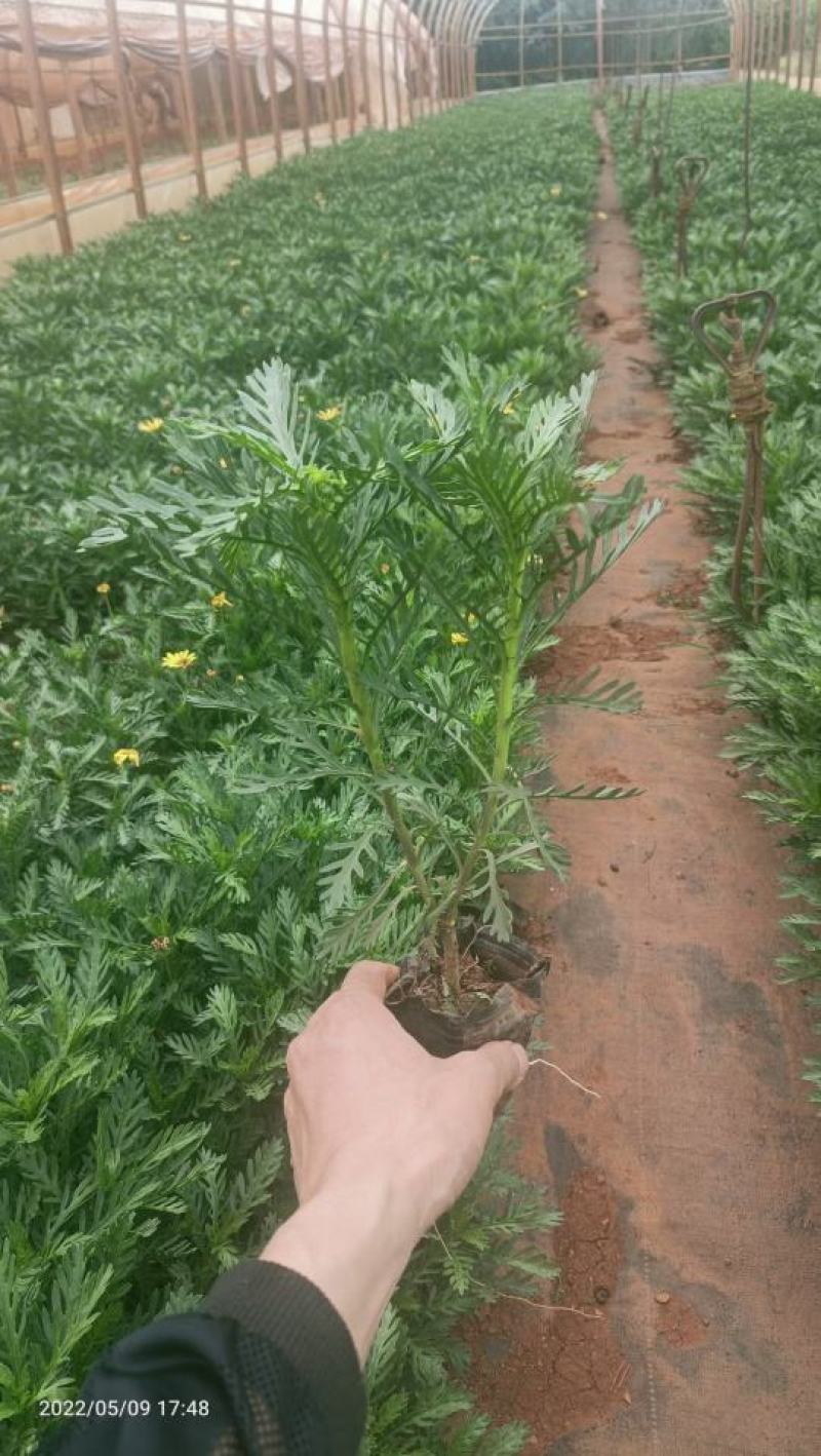 黄金菊苗