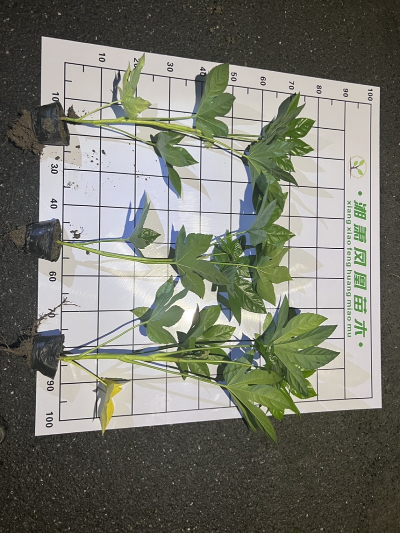 八角金盘大杯，基地直销，量大从优
