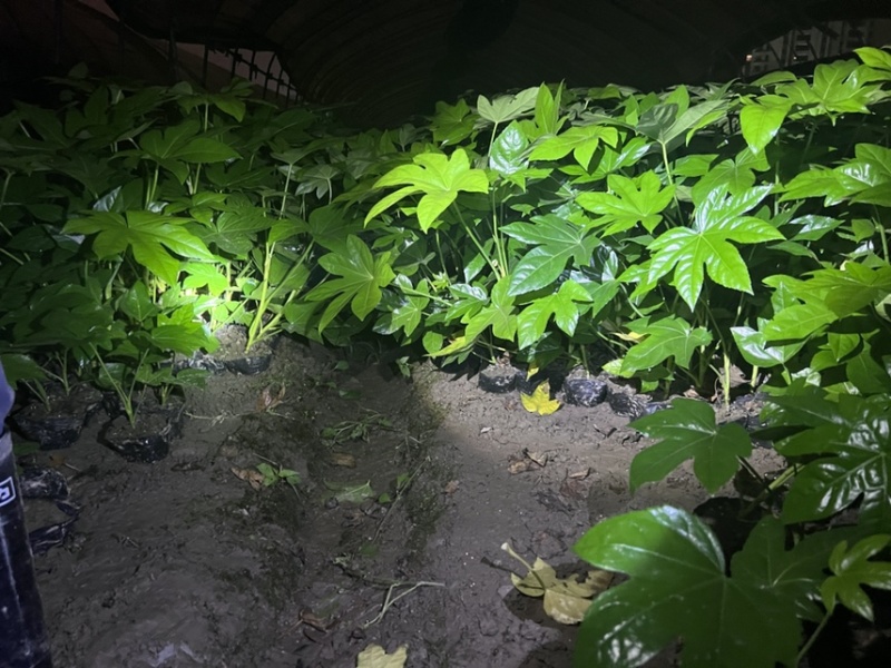 八角金盘大杯，基地直销，量大从优