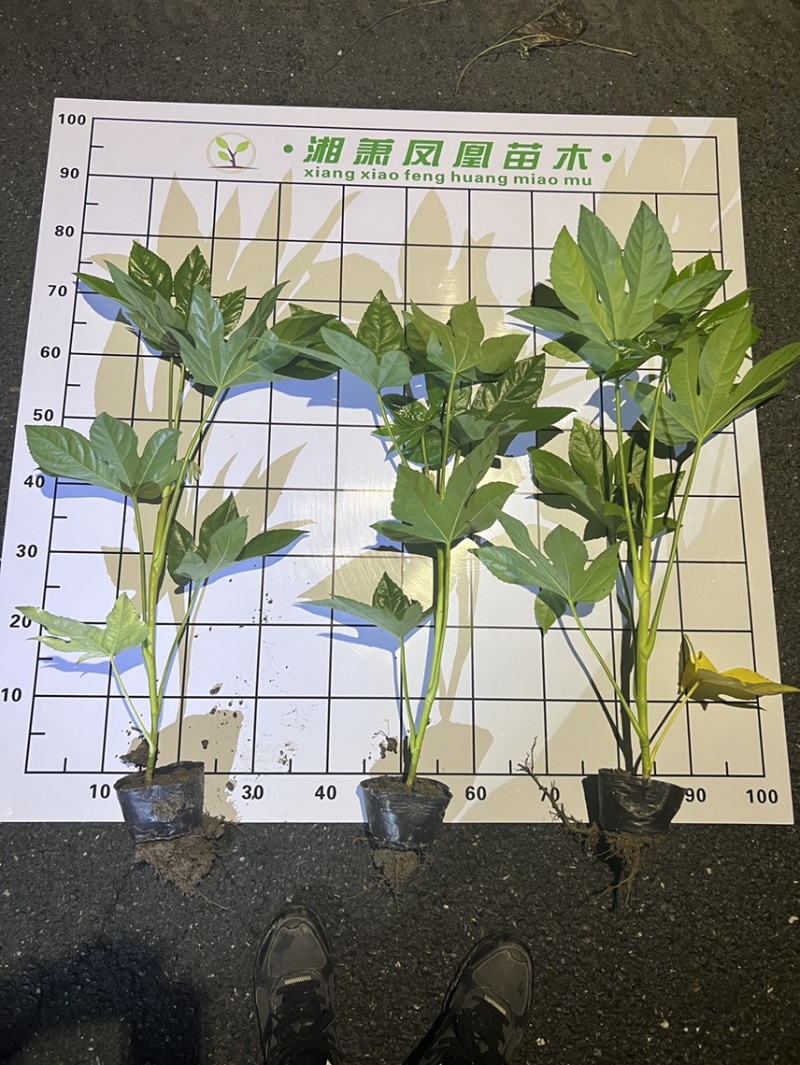八角金盘大杯，基地直销，量大从优