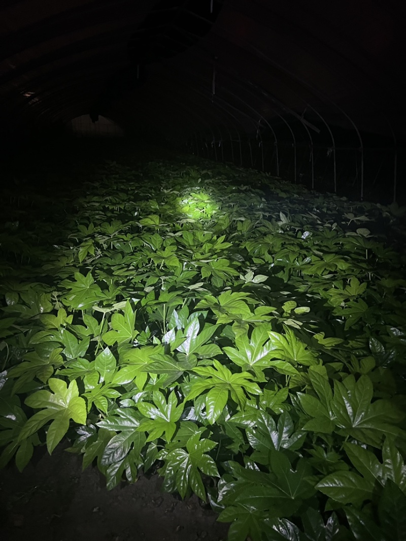 八角金盘大杯，基地直销，量大从优