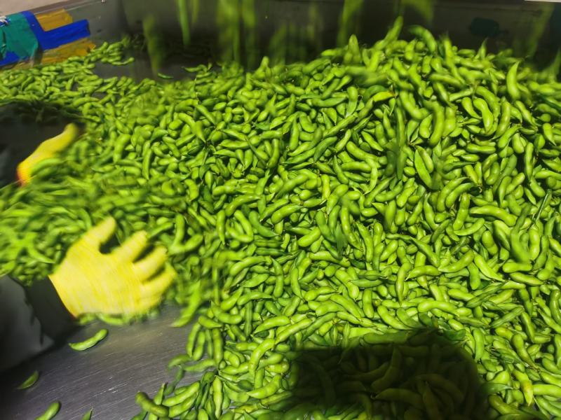 福建精品64毛豆大量上市