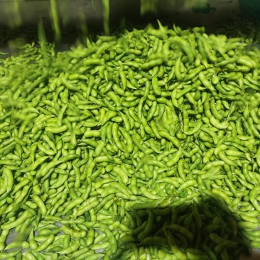 福建精品64毛豆大量上市