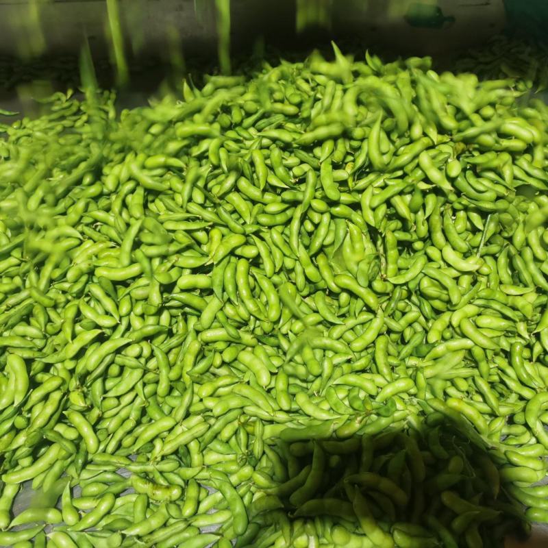 福建精品64毛豆大量上市