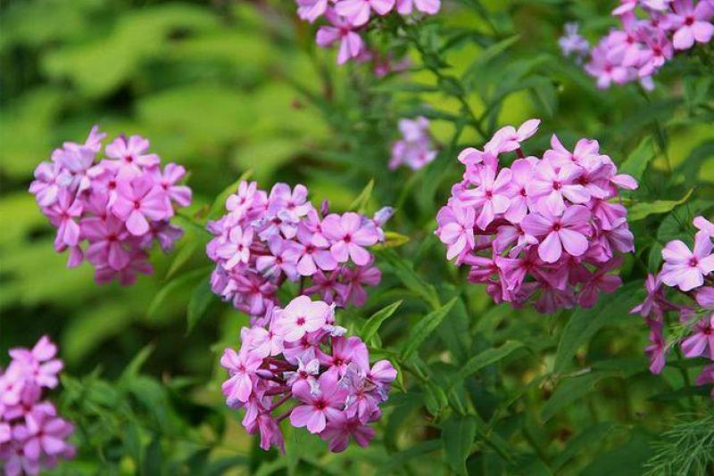 福禄考种子芝樱种子地被花卉景观花海工程美观花多年生宿根