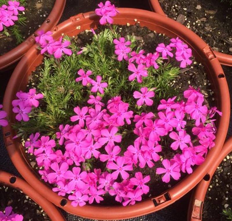 福禄考种子芝樱种子地被花卉景观花海工程美观花多年生宿根
