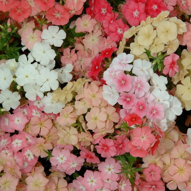 福禄考种子芝樱种子地被花卉景观花海工程美观花多年生宿根