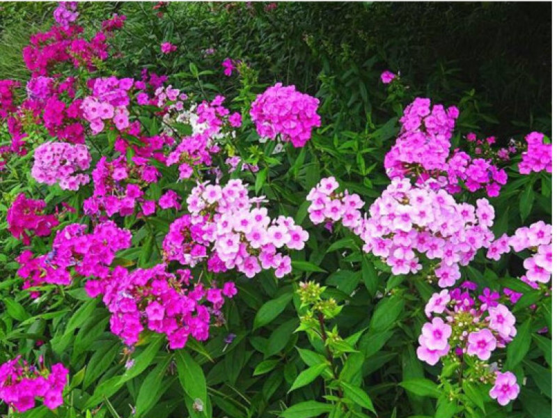 福禄考种子芝樱种子地被花卉景观花海工程美观花多年生宿根