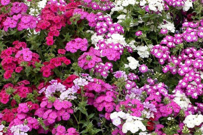 福禄考种子芝樱种子地被花卉景观花海工程美观花多年生宿根