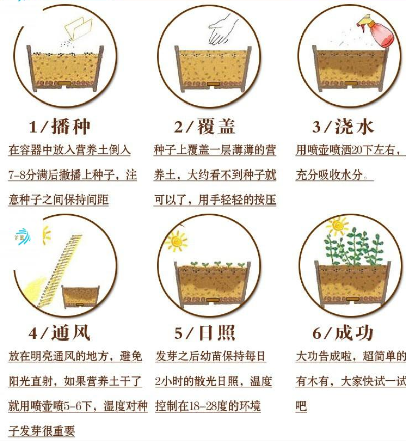 福禄考种子芝樱种子地被花卉景观花海工程美观花多年生宿根