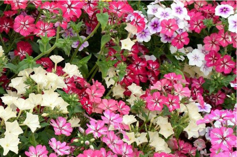福禄考种子芝樱种子地被花卉景观花海工程美观花多年生宿根