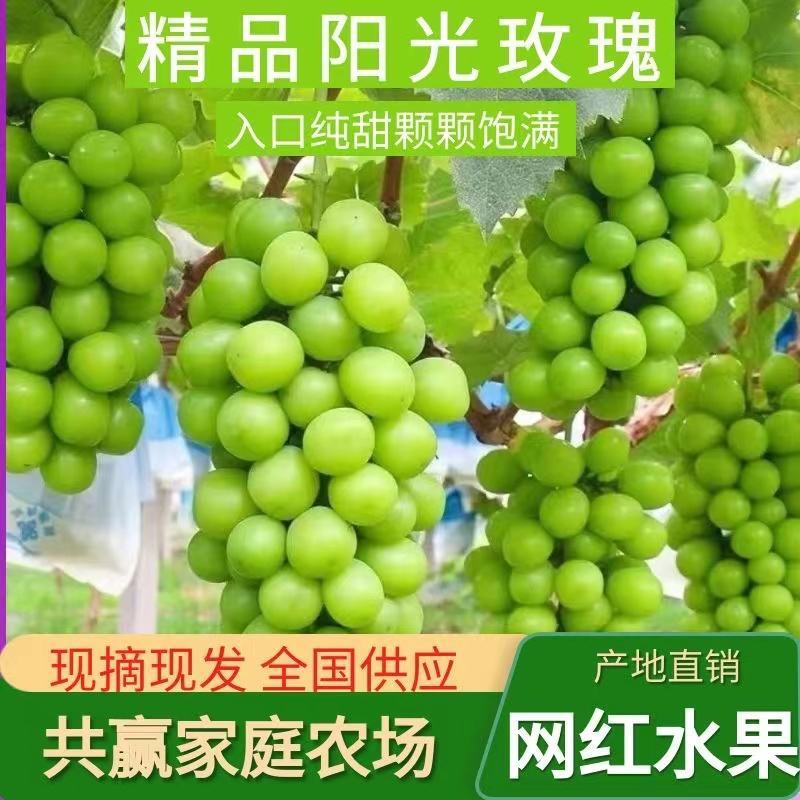 阳光玫瑰，沙土沙土栽培，清香蜜甜，适宜人群大群化。回味无
