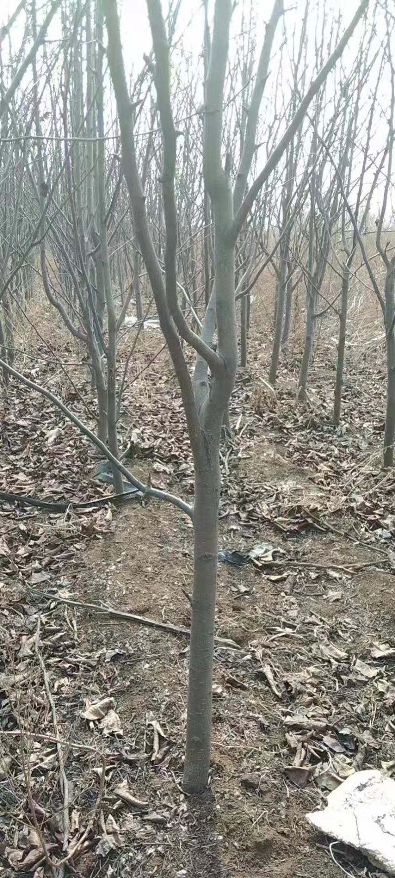 【热销】5-6公分精品梨树基地直供带土球欢迎采购