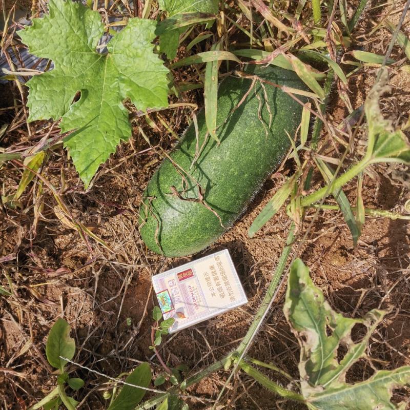 冬瓜毛节瓜